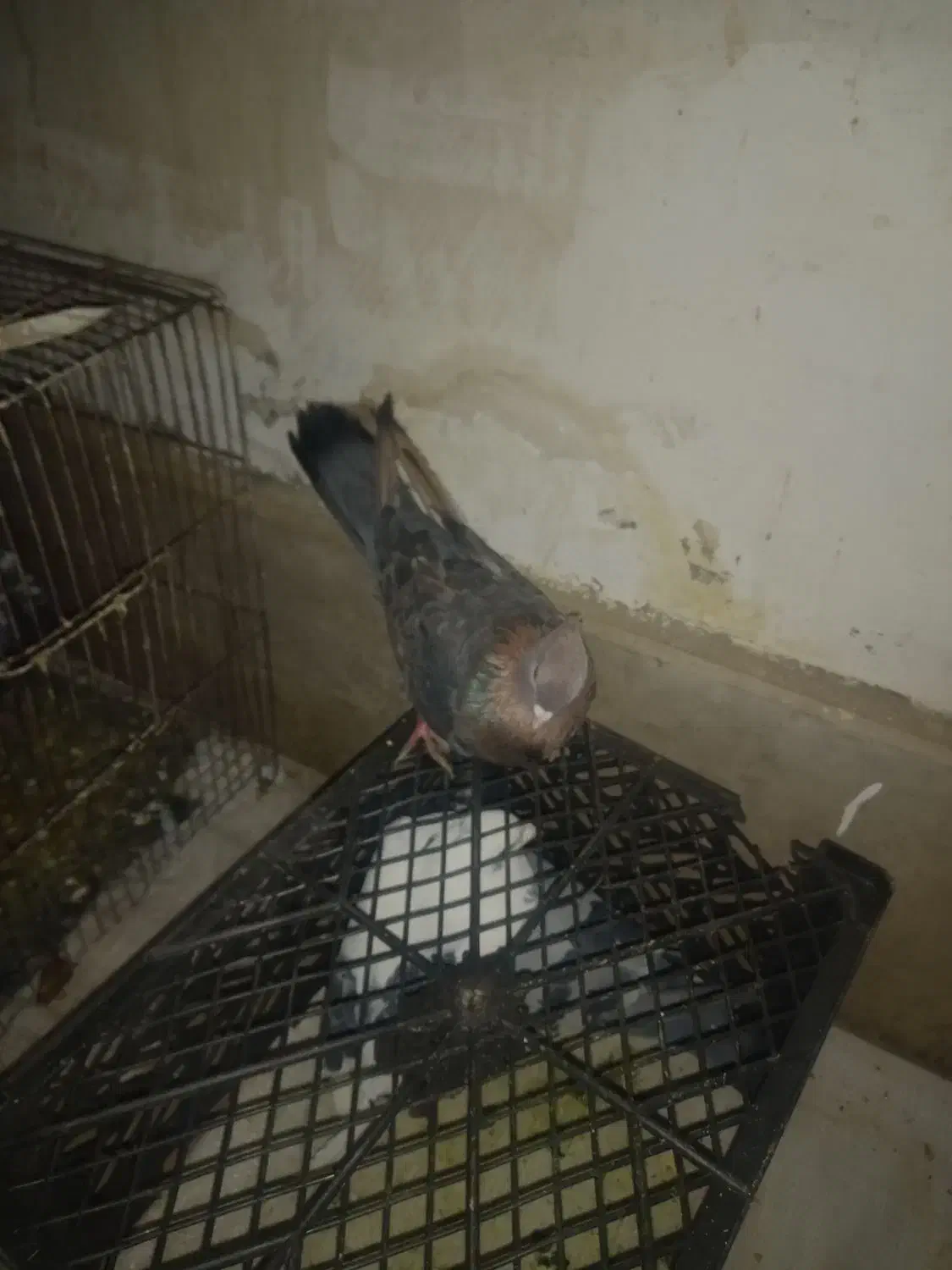 همه روهم یک ملیون|پرنده|دورود, |دیوار