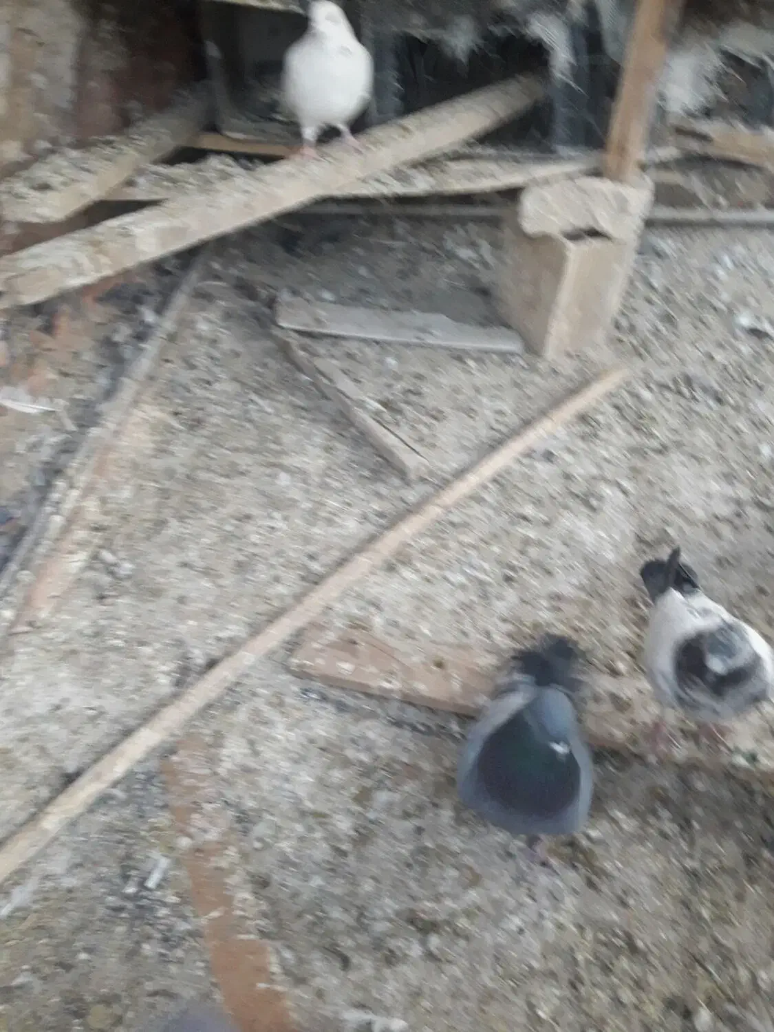 کفترتهرونی|پرنده|برخوار, |دیوار