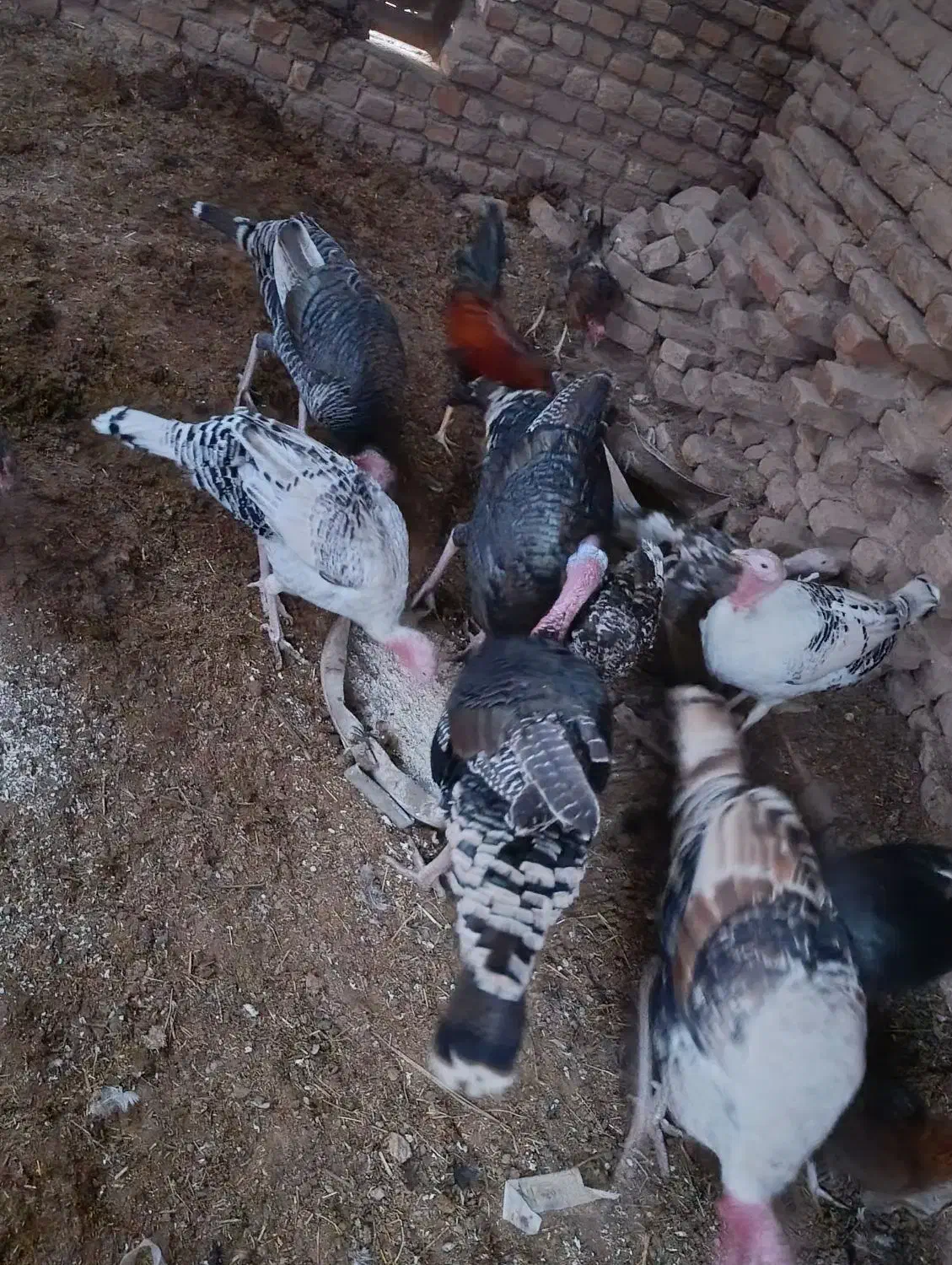 بوقلمون زیر مرغی|حیوانات مزرعه|بم, |دیوار