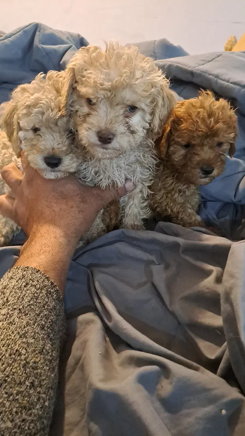 پودل های فرفری|سگ|تهران, نظامآباد|دیوار