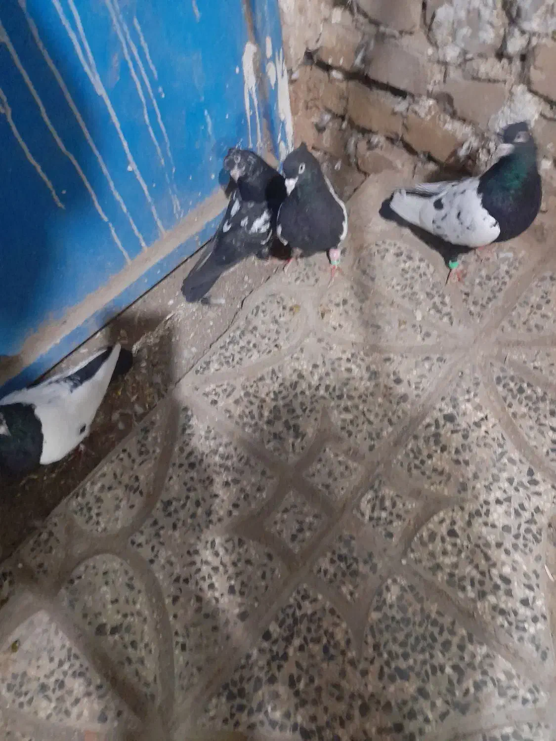 کبوتر|پرنده|جغتای, |دیوار