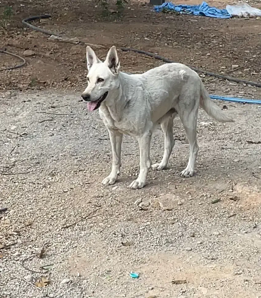 واگذاری ژرمن سفید|سگ|آباده, |دیوار