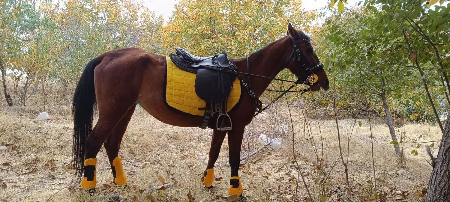 فروش اسب کهر نژاد کرد|اسب و تجهیزات اسبسواری|مراغه, |دیوار