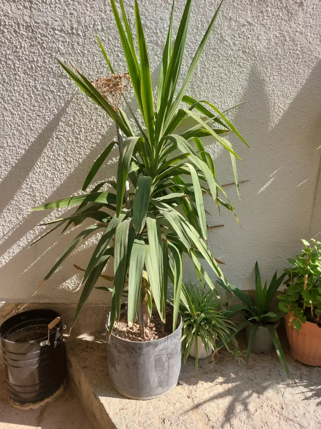 گلدان باگل یوکا|گل و گیاه طبیعی|تهران, امانیه|دیوار