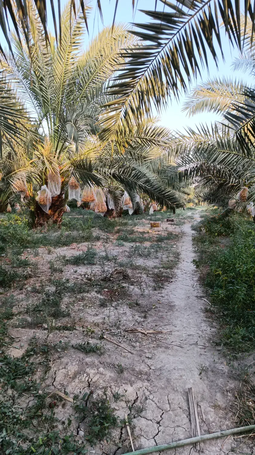 نهال خرمای برهی اصیل|خدمات باغبانی و درختکاری|رامهرمز, |دیوار
