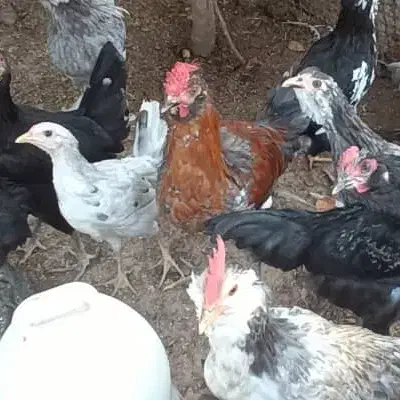 جوجه گلین و جوجه خروس و خروس محلی|حیوانات مزرعه|شیراز, انجیر|دیوار