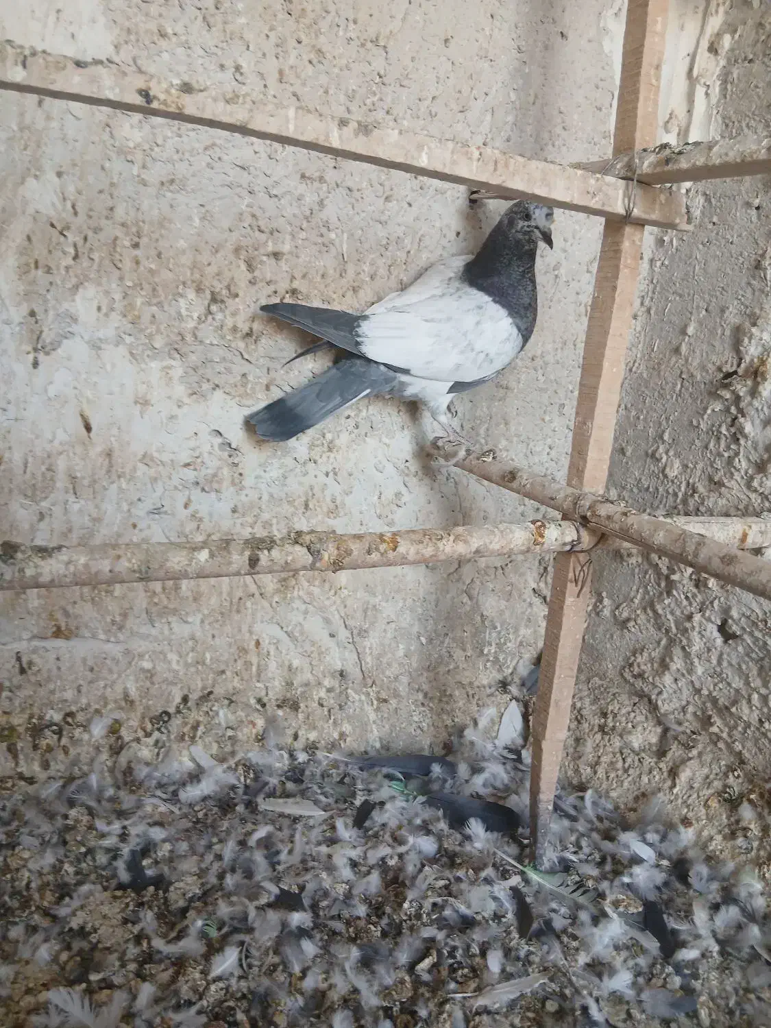 حدود 25تا کفتر عالی|پرنده|گرمسار, |دیوار