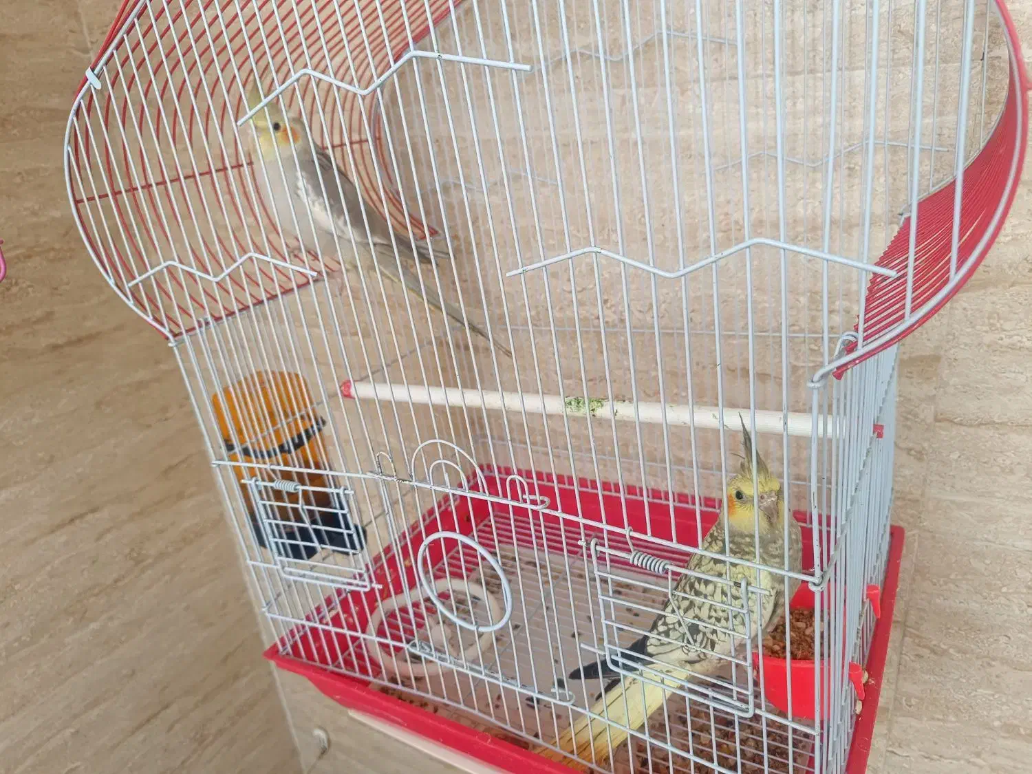 سه جفت عروس هلندی|پرنده|سهند, |دیوار