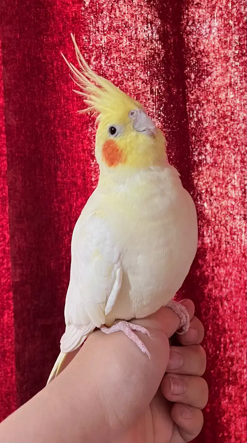 یک جفت عروس هلندی|پرنده|تهران, حکیمیه|دیوار