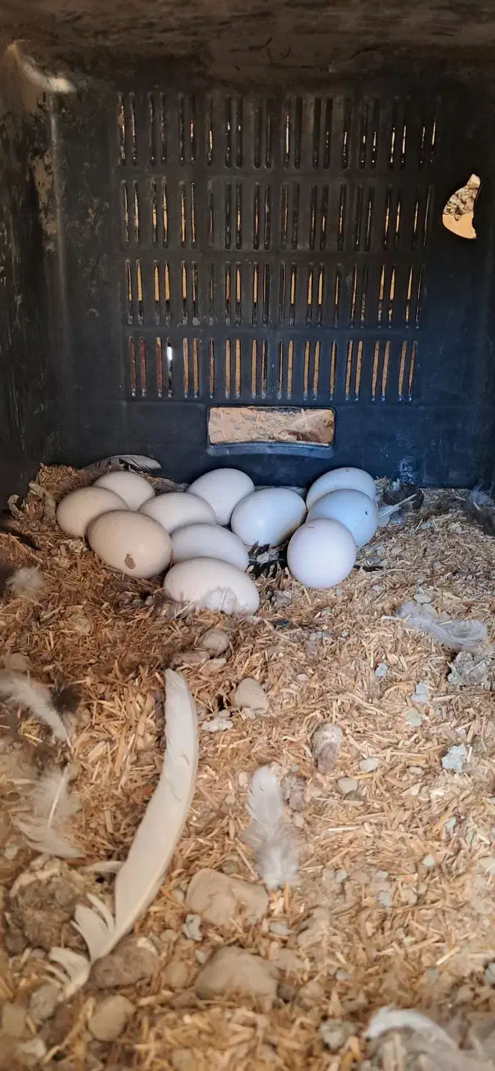 تخم مرغ های گلین|حیوانات مزرعه|کلاله, |دیوار