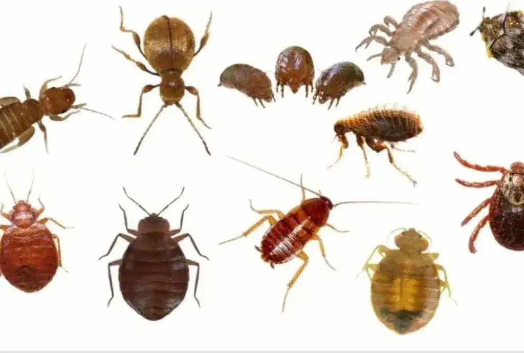 فروش سم تضمینی ساس و سوسک و کنه|خدمات نظافت|ری, دیلمان|دیوار