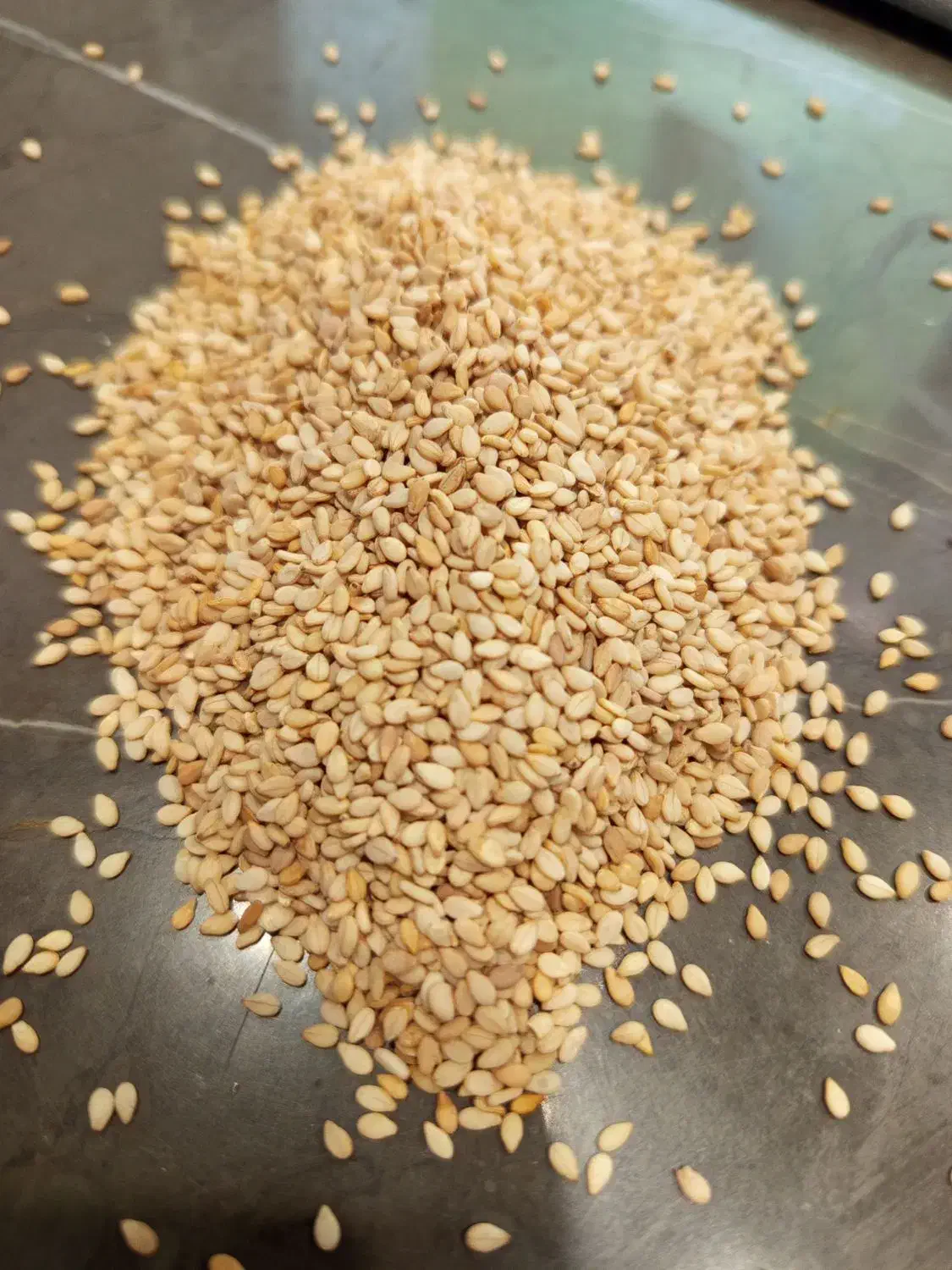 کنجد کرم دبل سورت پاکستانی|خوردنی و آشامیدنی|قم, نوقطار|دیوار