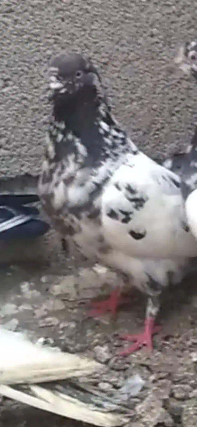 چیل مایا فراری|پرنده|ویلکیج, |دیوار