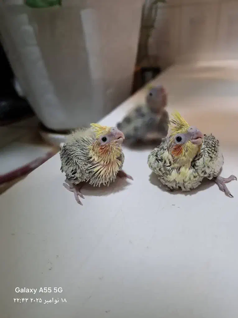 جوجه عروس هلندی|پرنده|کرج, کوی فرهنگ|دیوار