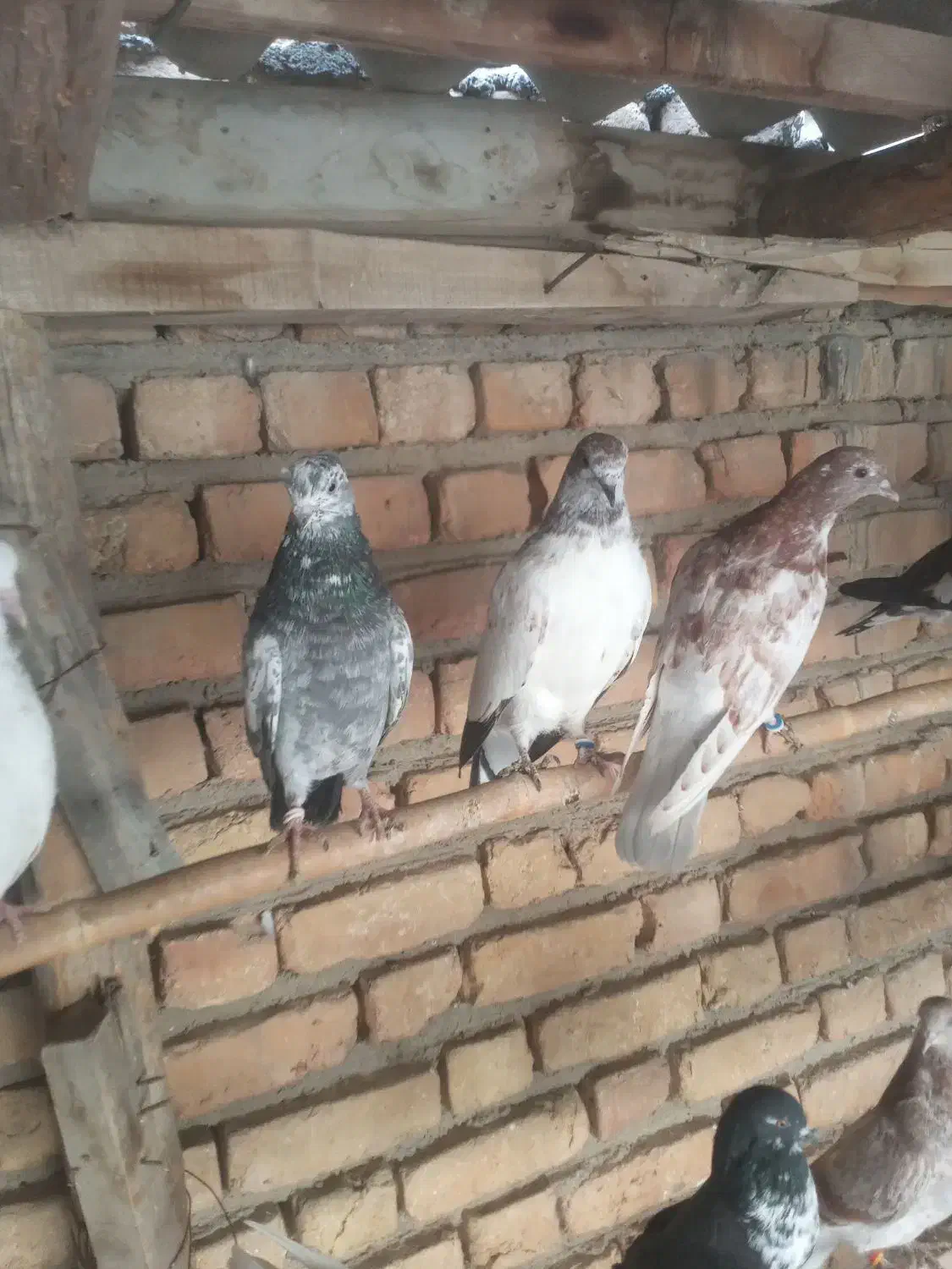 کبوتر|پرنده|بهارستان, |دیوار