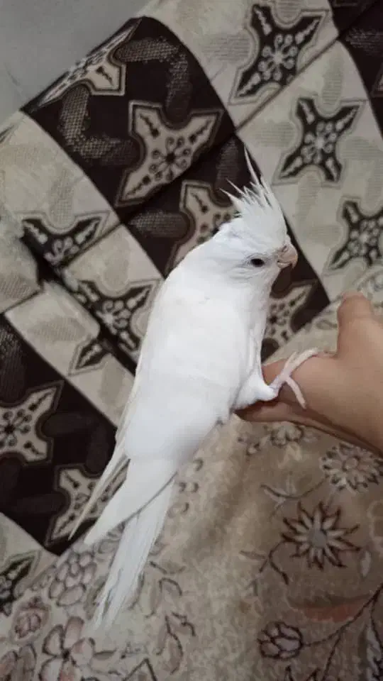 عروس هلندی|پرنده|شادگان, |دیوار