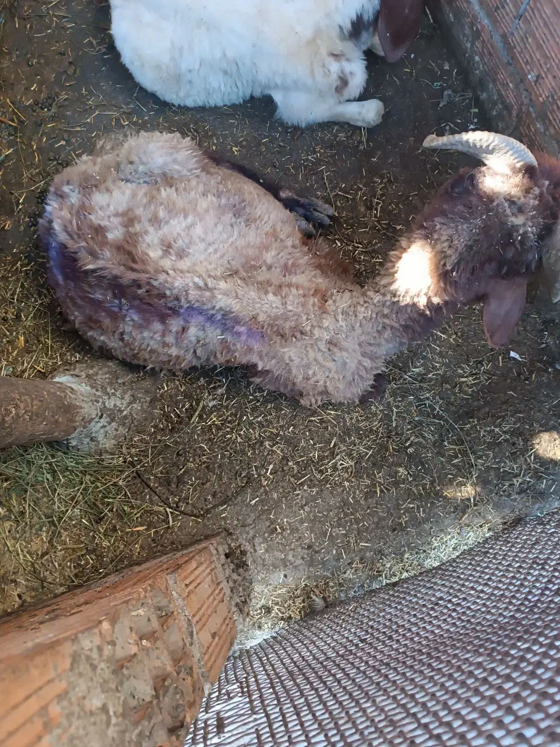 نر گوسفنددوساله|حیوانات مزرعه|جلین, |دیوار