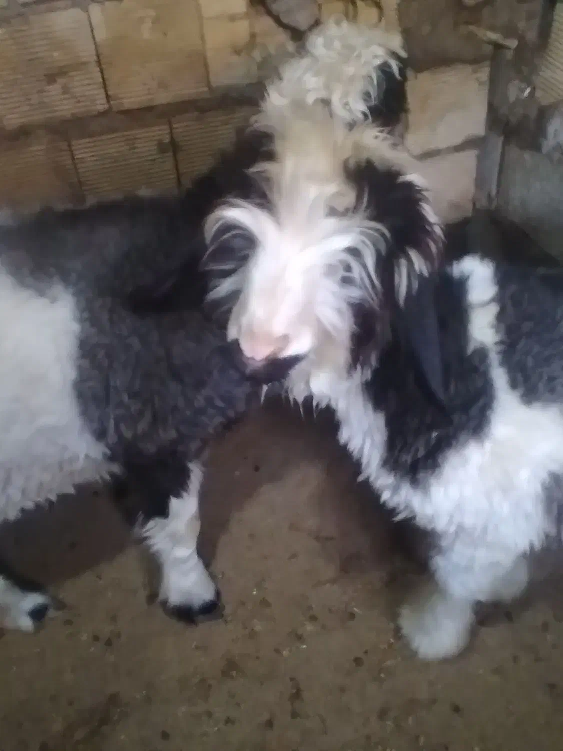 دوتا بره ماده ذات دار هیکلی درشت|حیوانات مزرعه|مسجد سلیمان, |دیوار