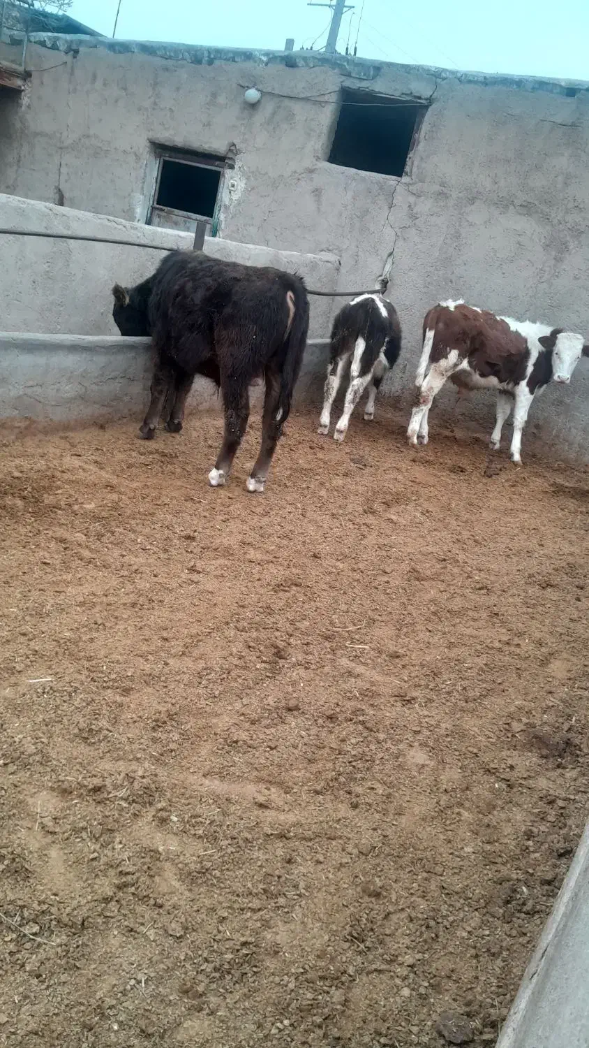 گوساله|حیوانات مزرعه|بوئین زهرا, |دیوار