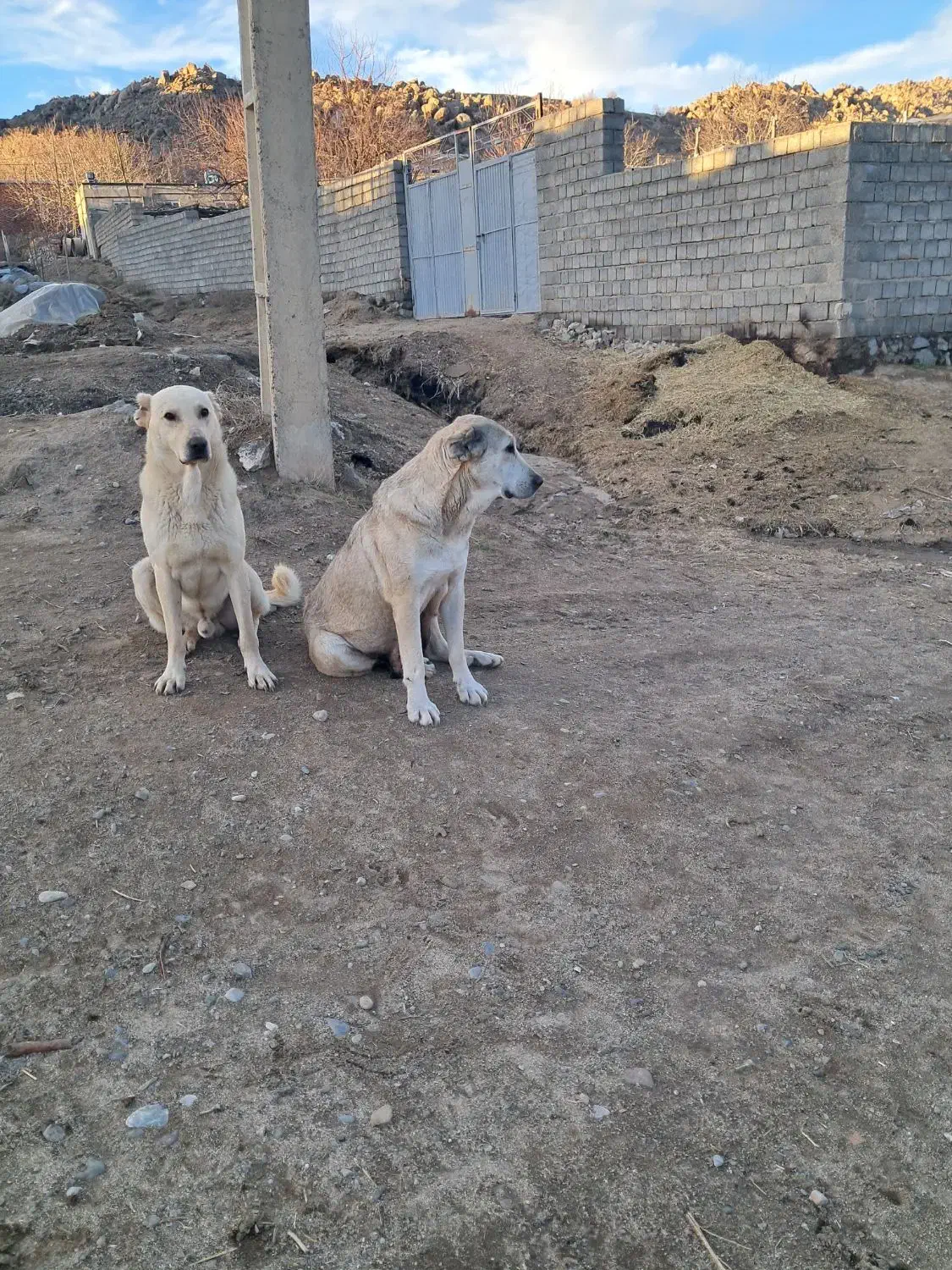 سگ ماده پژدر|سگ|لاجان, |دیوار