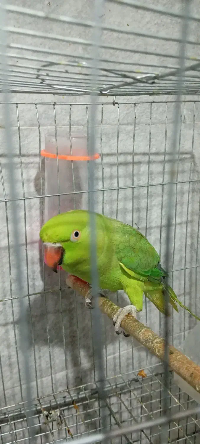 طوطی ملنگو ماده بافت عروس هلندی|پرنده|بافت, |دیوار