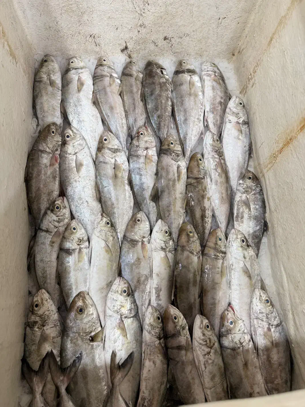 انواع ماهی و میگو تازه|ماهی|بندر کنگان, |دیوار