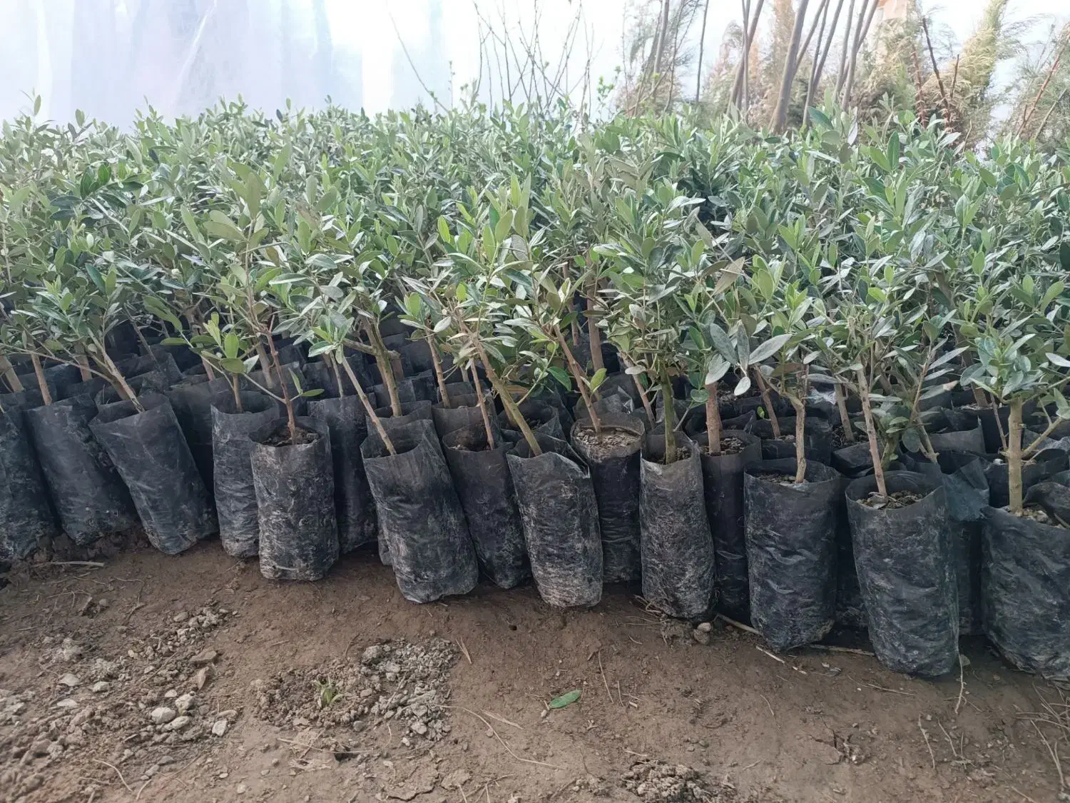 فروش عمده انواع نهال میوه و صنوبر با کیفیت عالی|خدمات باغبانی و درختکاری|داران, |دیوار