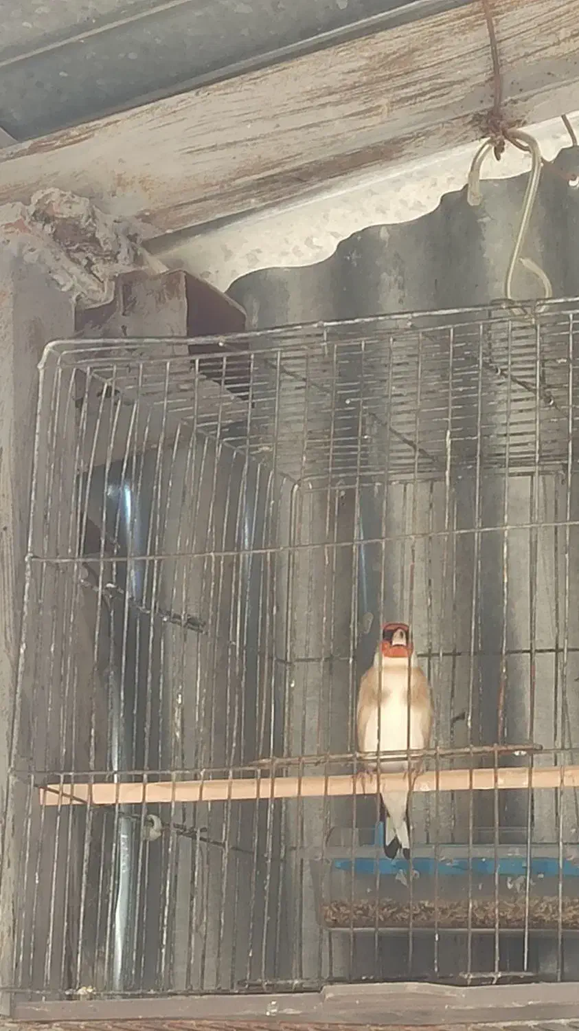 سهره نر|پرنده|سرپل ذهاب, |دیوار