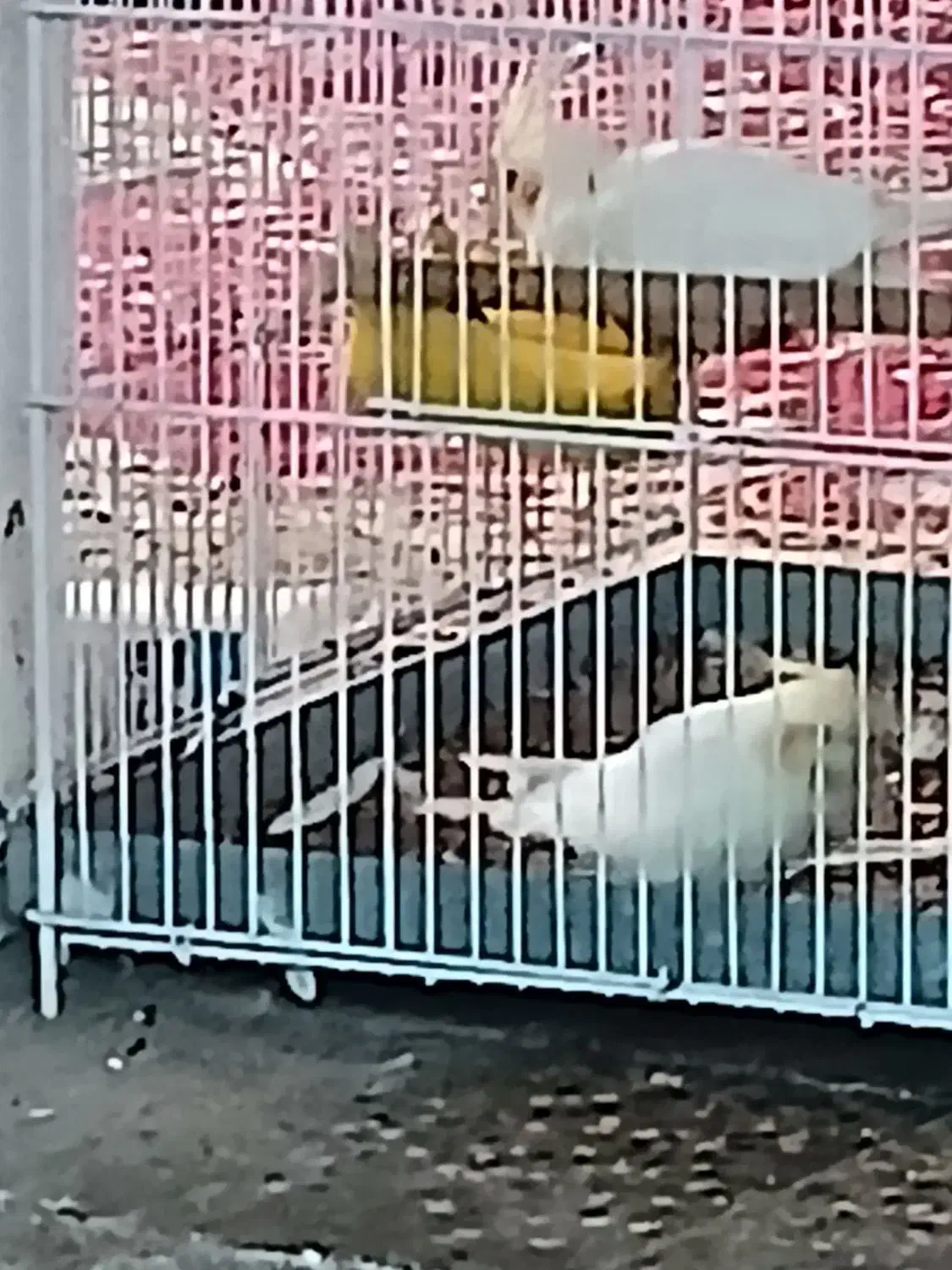 پرنده|حیوانات|باشت, |دیوار