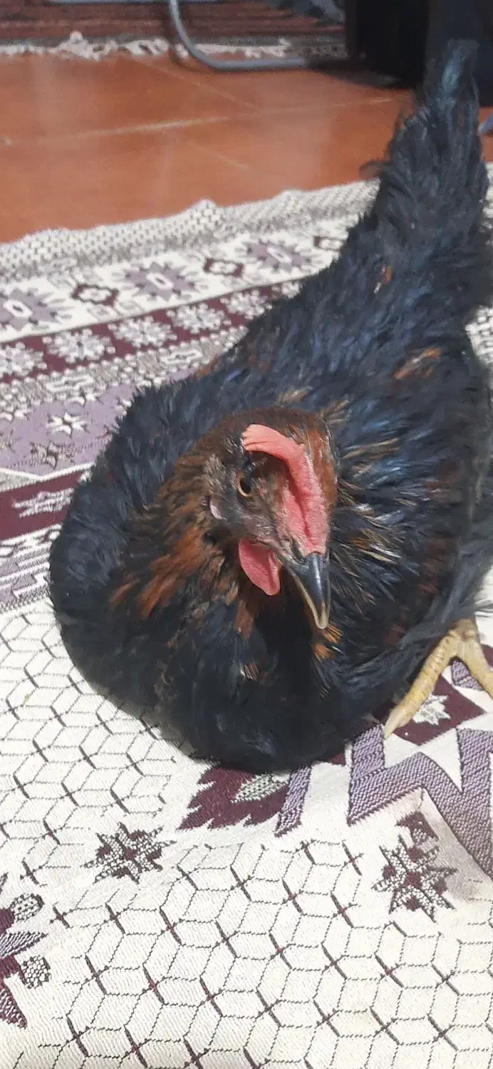 مرغ سیاه ۶ماهه|حیوانات مزرعه|گلستان (تهران), |دیوار