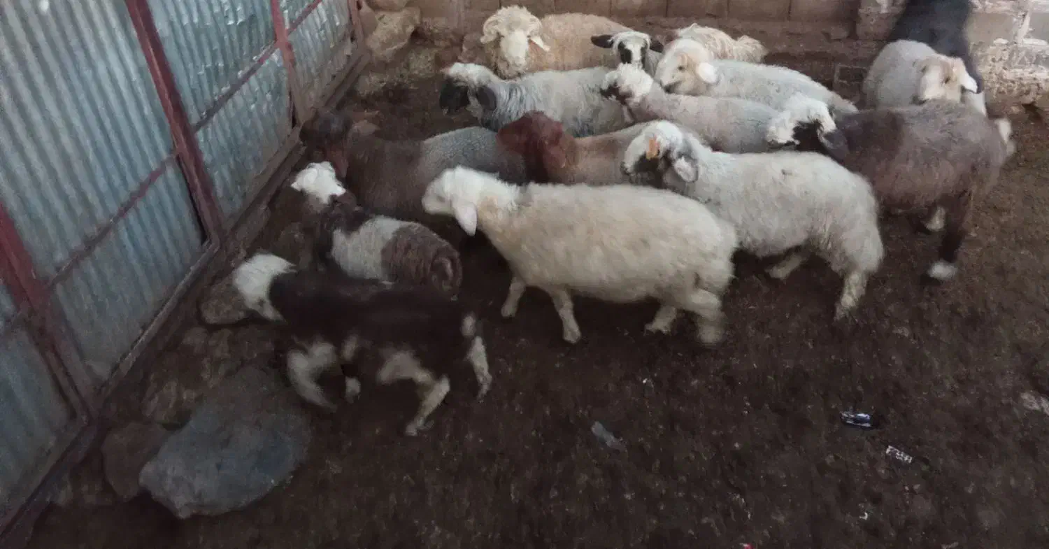 بره|حیوانات مزرعه|سپیدان, |دیوار