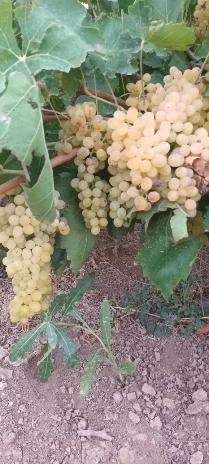 باغ انگور ۵۰۰۰ متر در تاکستان مسیر اک راه اسلک|فروش زمین و ملک کلنگی|تاکستان, |دیوار