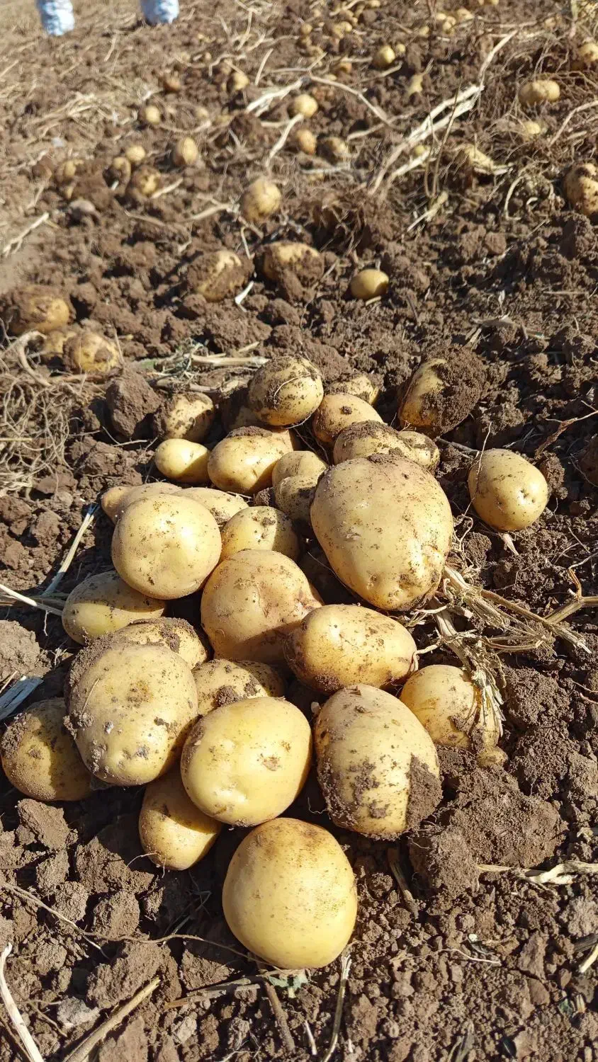 فروش بذر سیب زمینی|خدمات باغبانی و درختکاری|خرم بید, |دیوار