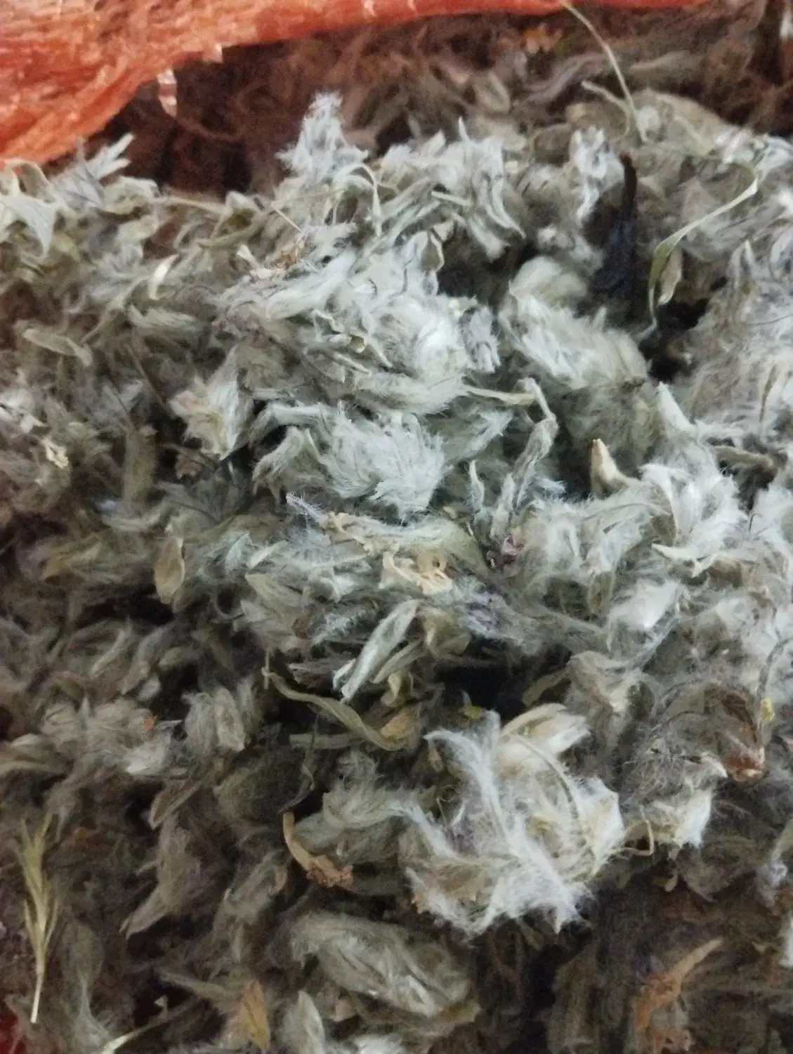 چای کوهی|آرایشی، بهداشتی، درمانی|اردبیل, |دیوار