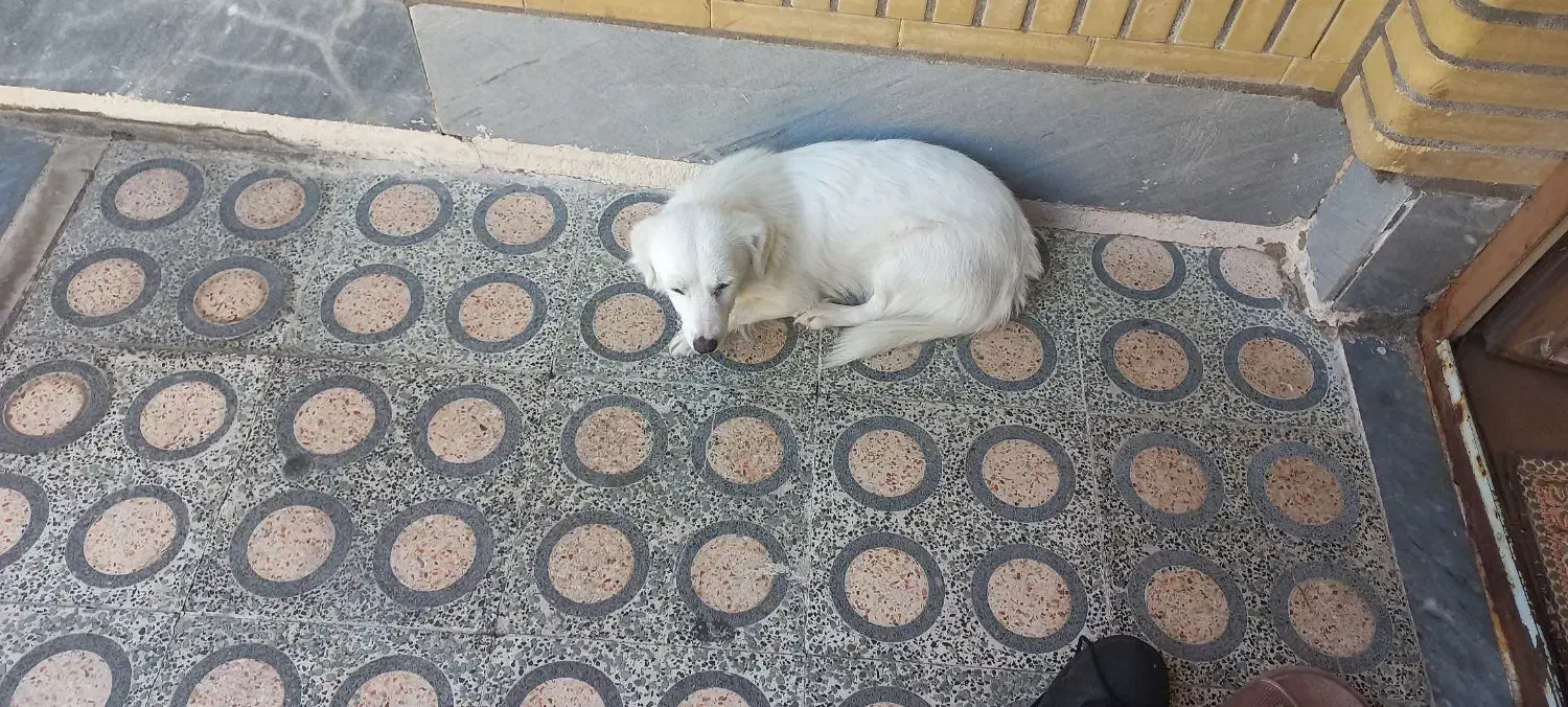 سگ پشمالو شیتزو|سگ|اندیمشک, |دیوار