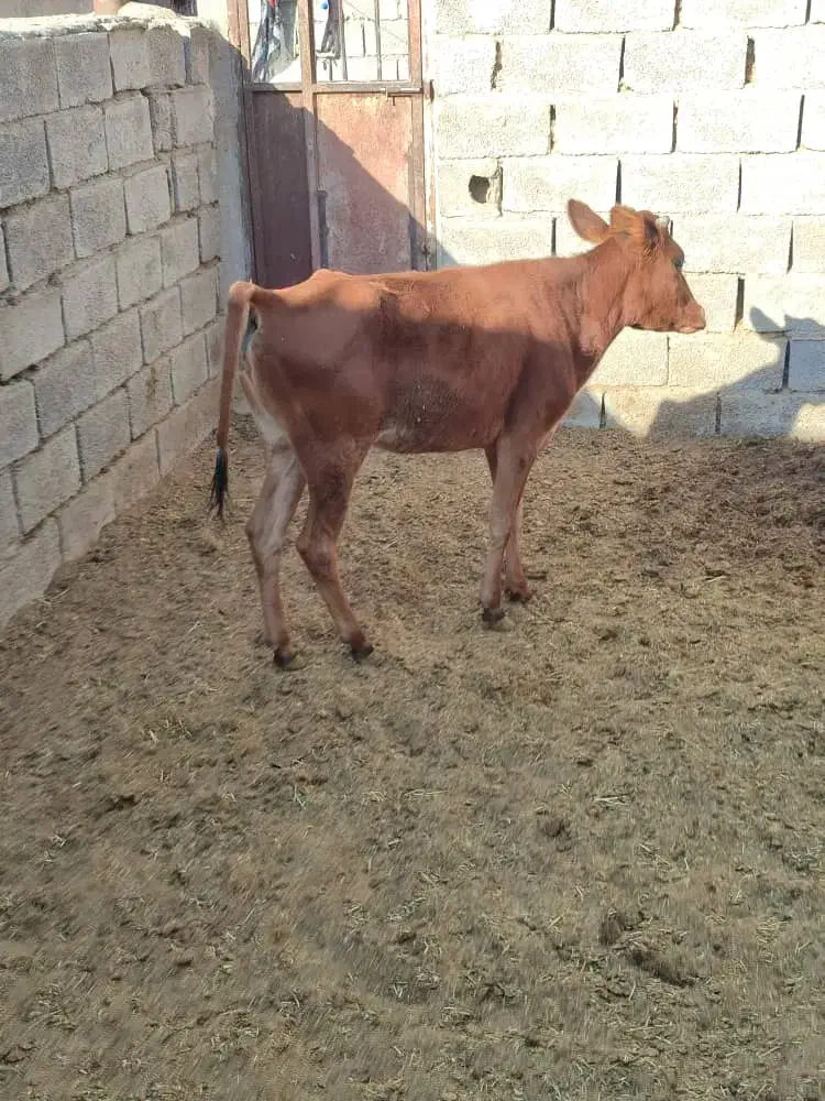 گوساله دورگه برای داشتی|حیوانات مزرعه|رفسنجان, |دیوار