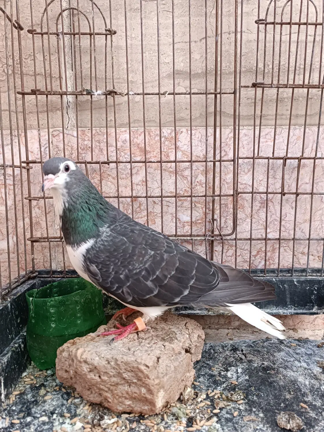 ساده مگسی|پرنده|مشهد, موعود|دیوار