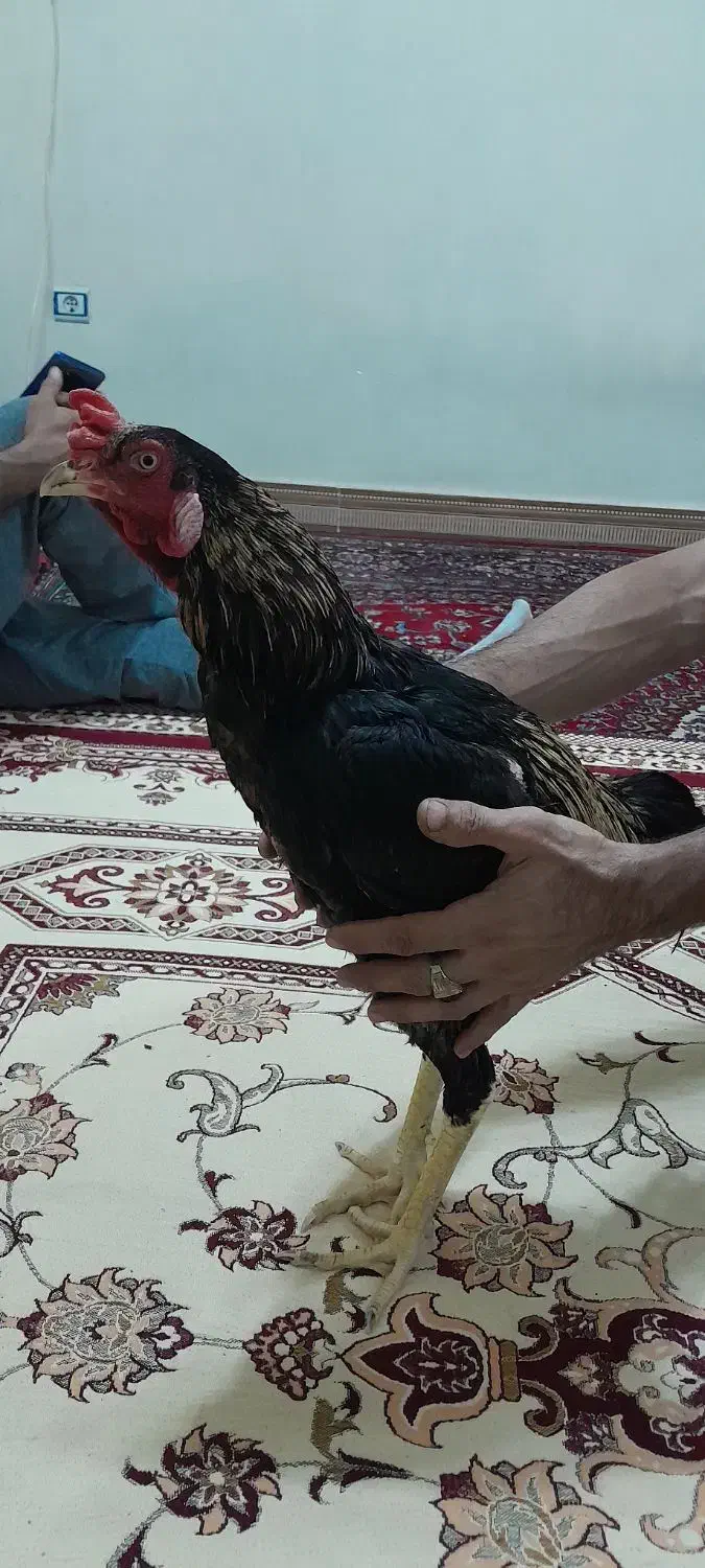 خروس لاری|حیوانات مزرعه|اهواز, ۲۴ متری|دیوار