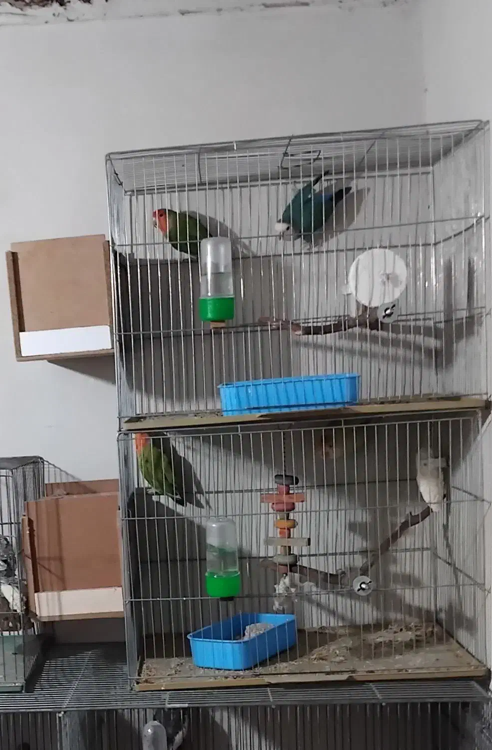 دوجفت کوتوله|پرنده|گرگان, |دیوار