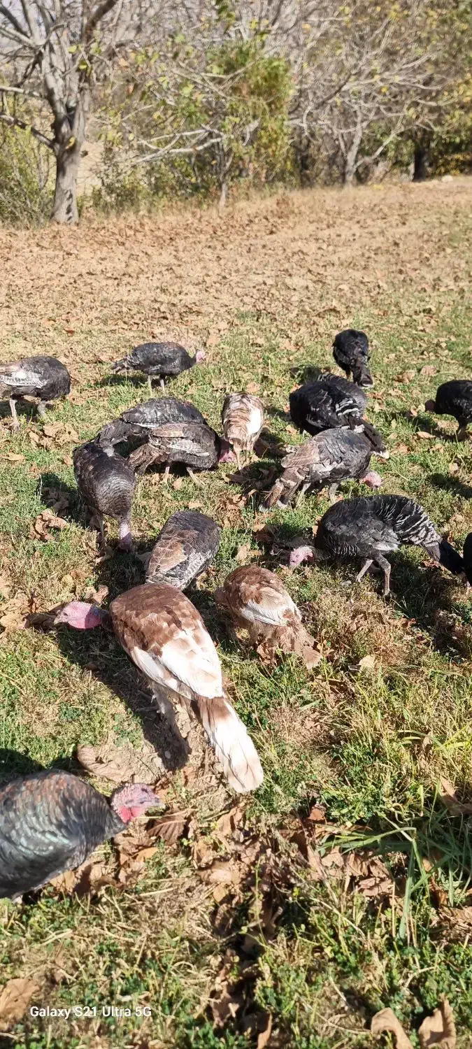 فروش بوقلمون و غاز|حیوانات مزرعه|پیرانشهر, |دیوار