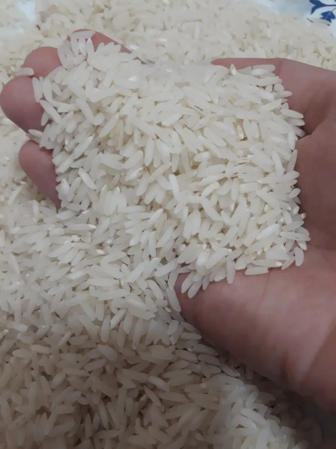 برنج هاشمی|خوردنی و آشامیدنی|رشت, لاکان شهر|دیوار