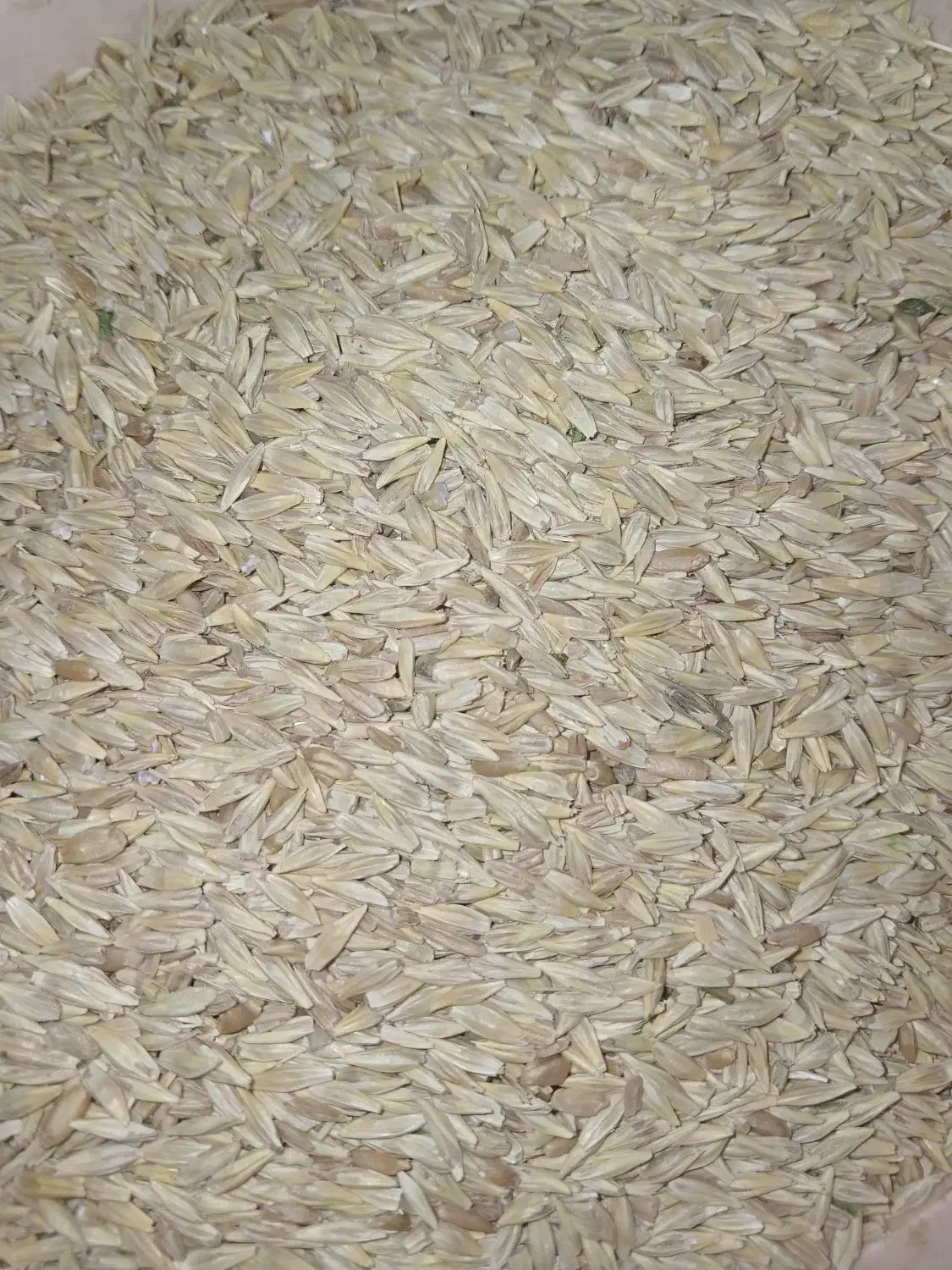 جو و گندم|حراج|کنگاور, |دیوار