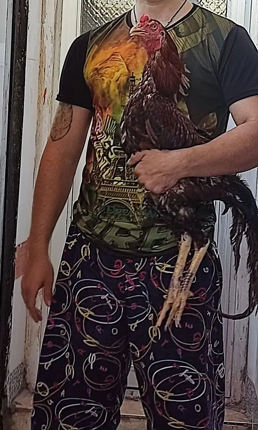 خروس|حیوانات مزرعه|امیدیه, |دیوار