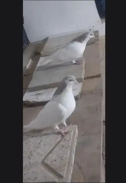 فروش کفتر یا کبوتر پول لازمم|پرنده|خلیل آباد, |دیوار