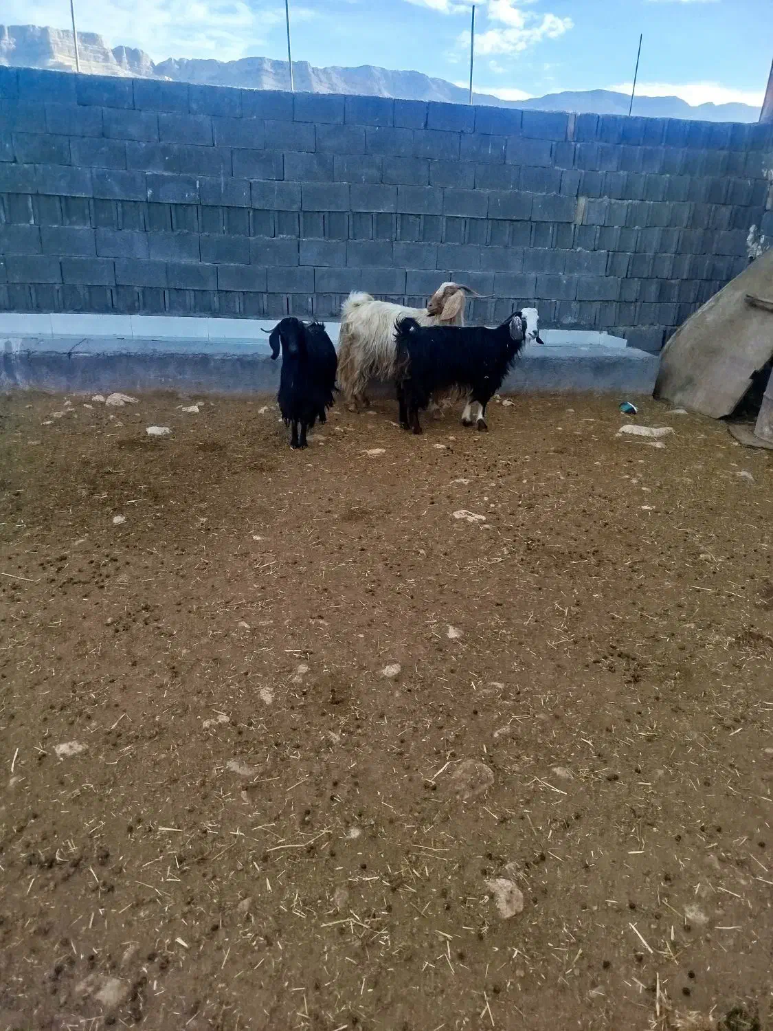 بز ابستن|حیوانات مزرعه|سرپل ذهاب, |دیوار