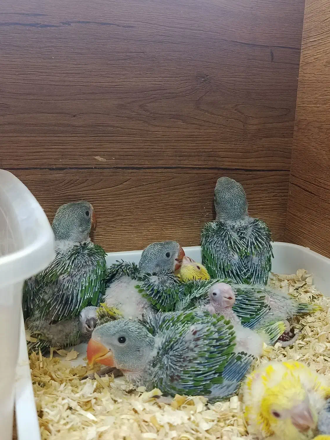 فروش انواع طوطی سانان|پرنده|قم, انسجام|دیوار