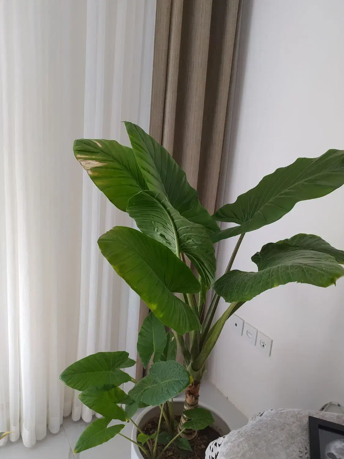 گل بابا آدم|گل و گیاه طبیعی|پیر بکران, |دیوار