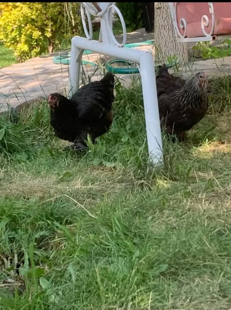 مرغ و خروس برهما وارداتی|حیوانات مزرعه|کلیبر, |دیوار