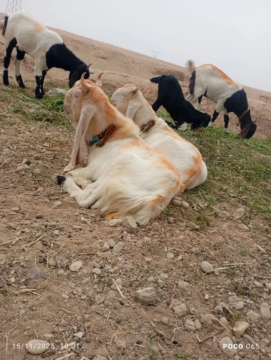 نرگلابی|حیوانات مزرعه|شوشتر, |دیوار