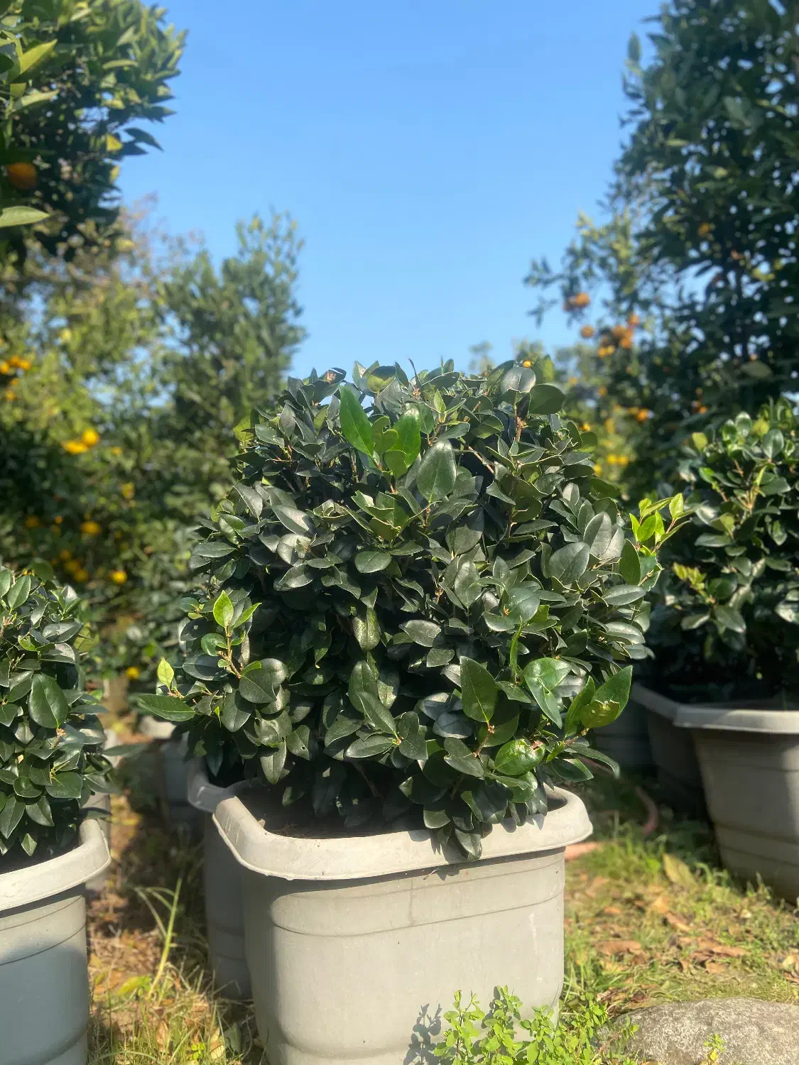 گلهای فضای سبز|گل و گیاه طبیعی|واجارگاه, |دیوار